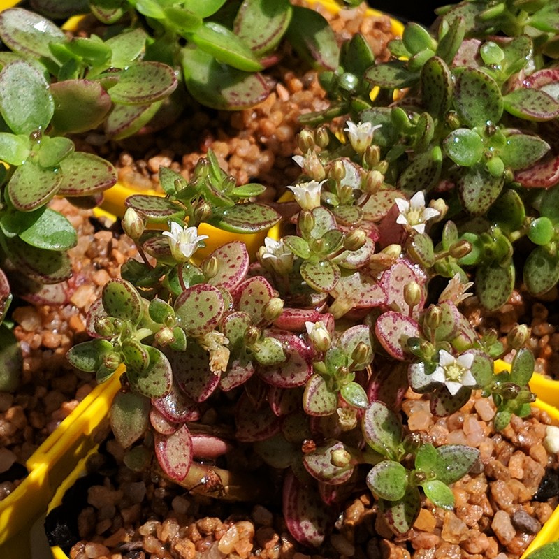 succulent Crassula volkensii live plant