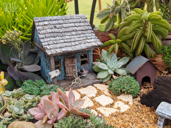 Succulent Miniature Garden