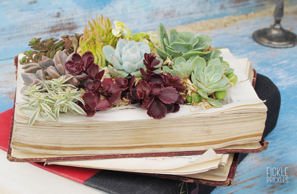 Succulent book