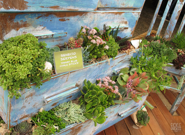 Succulent drawers