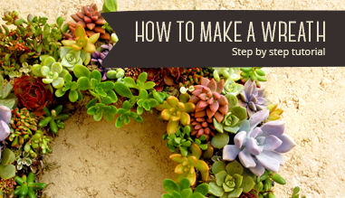 How to make a succulent wreath